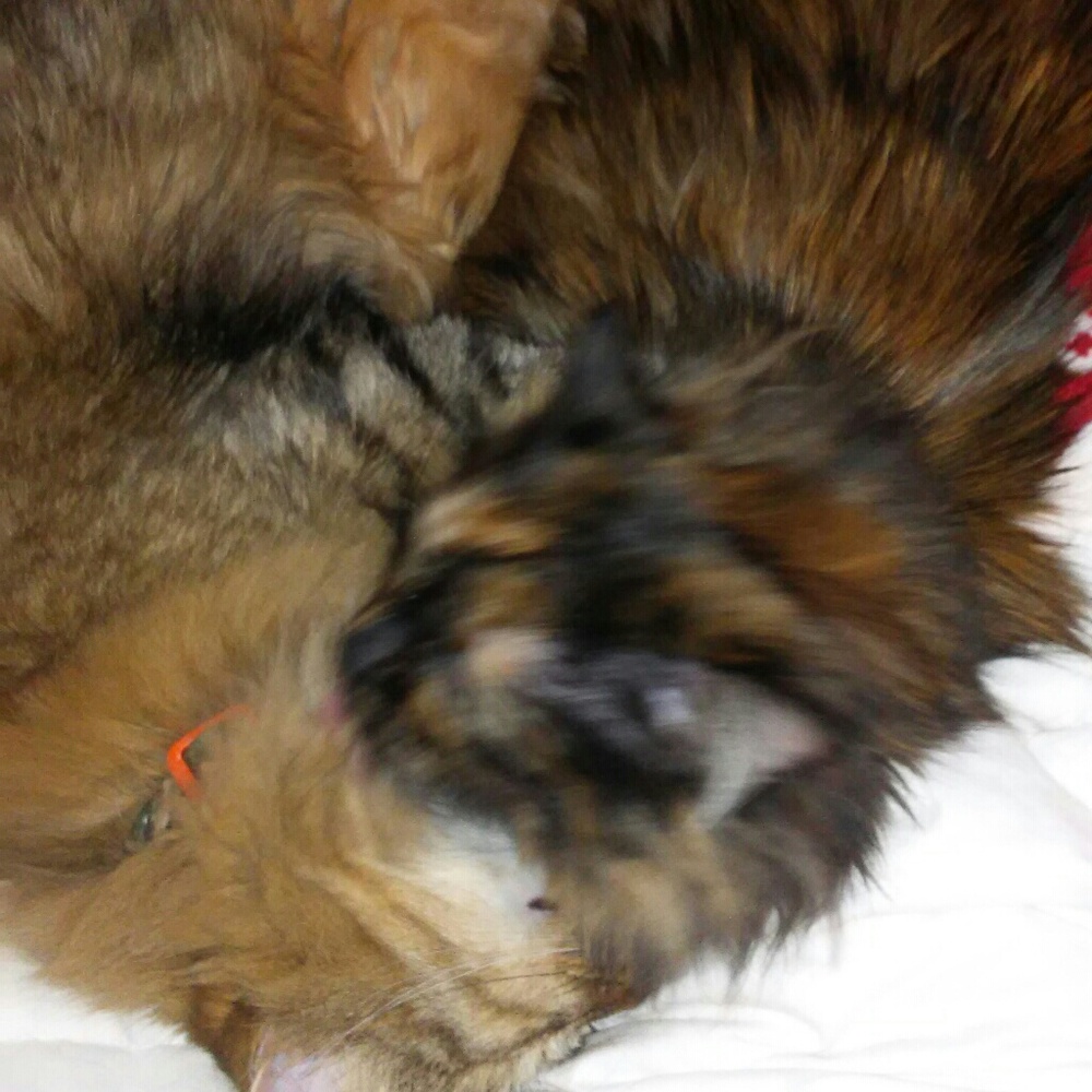 PURRRE LOVE....... - Picture 4 of 8